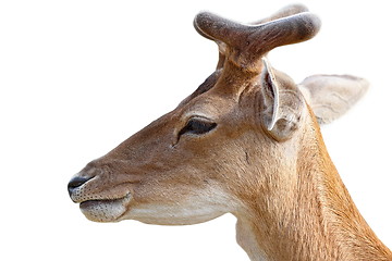 Image showing portrait of young deer buck over white