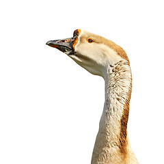 Image showing isolated goose portrait