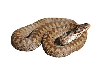 Image showing female berus viper over white