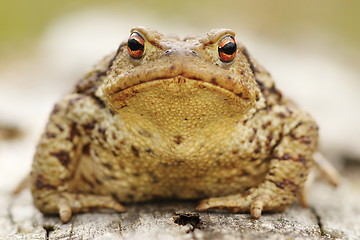 Image showing common toad portrait