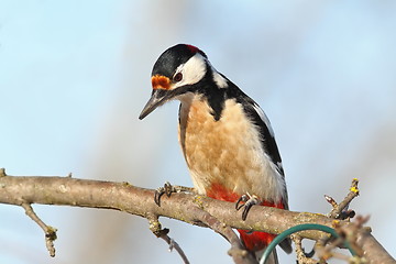 Image showing closeup of great spotted woodpecker