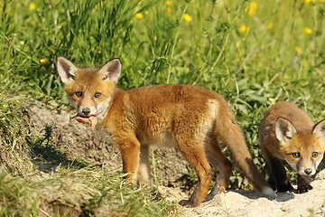 Image showing fox cub eating peace of meat