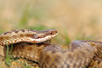 Image showing closeup of female crossed european viper