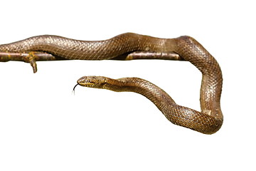 Image showing isolated smooth snake