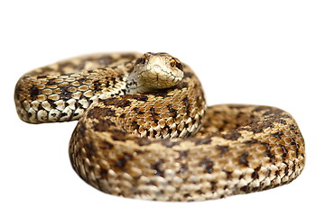 Image showing isolated meadow viper ready to strike