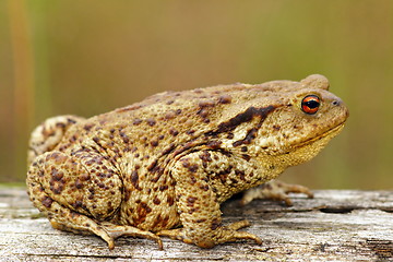 Image showing brown common toad