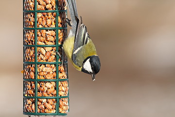 Image showing great tit feeding on bird feeder