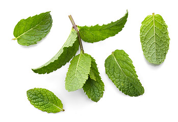 Image showing fresh green mint leaves