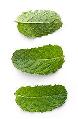 Image showing fresh green mint leaves