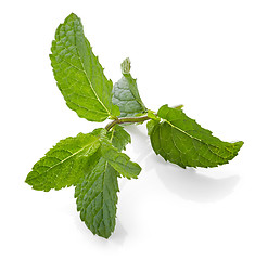 Image showing fresh green mint leaves