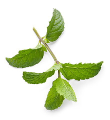 Image showing fresh green mint leaves