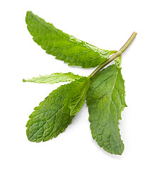 Image showing fresh green mint leaves