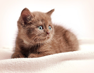 Image showing brown british short hair kitten