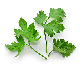 Image showing fresh green parsley leaves