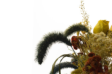 Image showing dried flowers