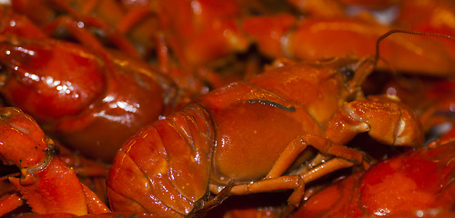 Image showing crayfish