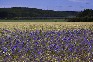 Image showing cornflower