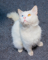 Image showing white cat with eyes heterochromia