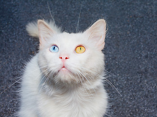 Image showing white cat with a different eye color