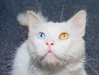 Image showing Portrait of a white cat with a different eye color