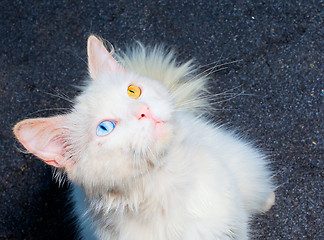 Image showing white cat with eyes heterochromia