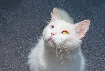 Image showing white cat with eyes heterochromia