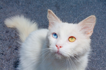 Image showing white cat with a different eye color