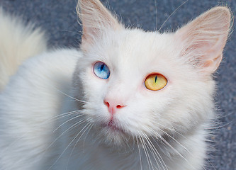 Image showing Portrait of a white cat with a different eye color