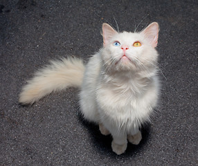 Image showing white cat with eyes heterochromia