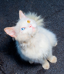 Image showing white cat with a different eye color