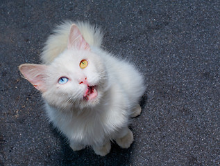 Image showing white cat with eyes heterochromia