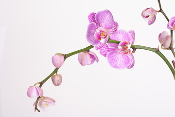 Image showing Moth Orchid (Phalaenopsis orchidaceae)