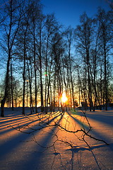 Image showing Sunset through leafless trees in winter