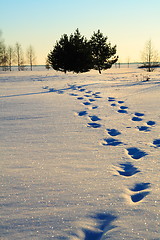 Image showing Human foot prints in snow