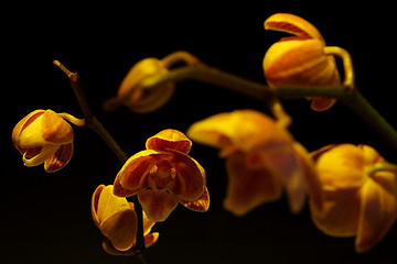 Image showing Moth Orchid (Phalaenopsis orchidaceae)