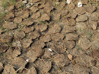 Image showing Dry cow dung