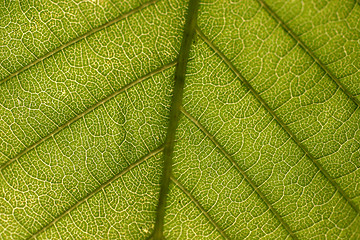 Image showing Leaf