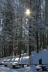 Image showing Winter landscape trees under snow