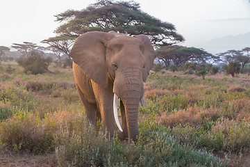 Image showing Elephant in front of Kilimanjaro, Amboseli, Kenya.