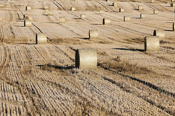 Image showing cereal farming field  