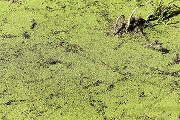 Image showing moorland, summer time  