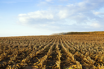 Image showing ripe yellow corn  