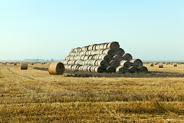 Image showing cereal farming field  