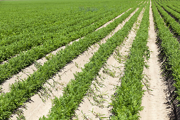 Image showing Field with carrot  