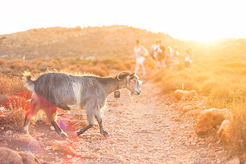 Image showing Domestic goat in mountains.