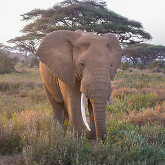 Image showing Elephant in front of Kilimanjaro, Amboseli, Kenya.