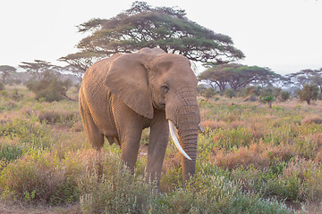 Image showing Elephant in front of Kilimanjaro, Amboseli, Kenya.