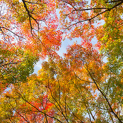 Image showing Colorful autunm treetops.