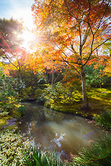 Image showing Colorful autunm treetops.