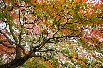 Image showing Colorful autumn tree.